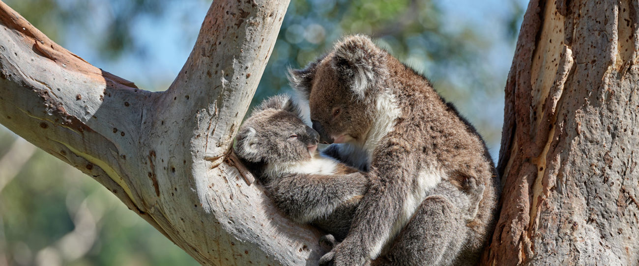 Le 10 esperienze da vivere assolutamente nel South Australia.