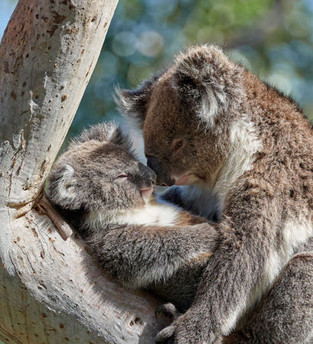  6 luoghi nel South Australia dove incontrare gli animali selvatici  