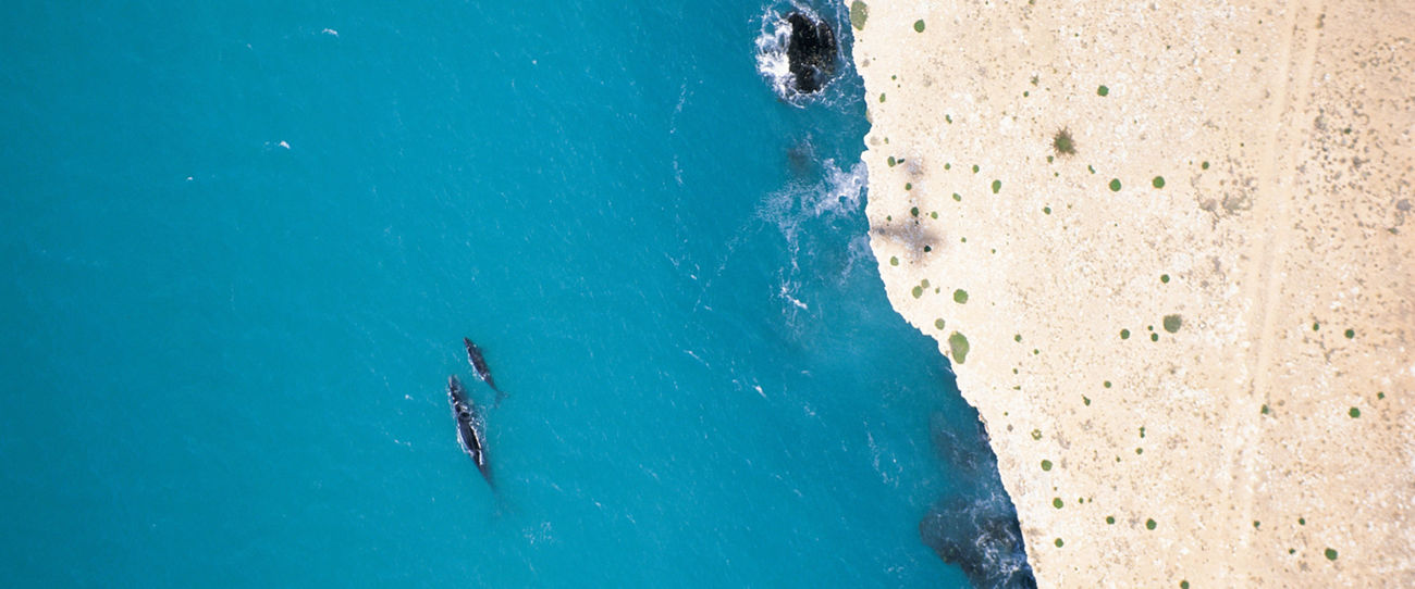 Head of Bight, Eyre Peninsula