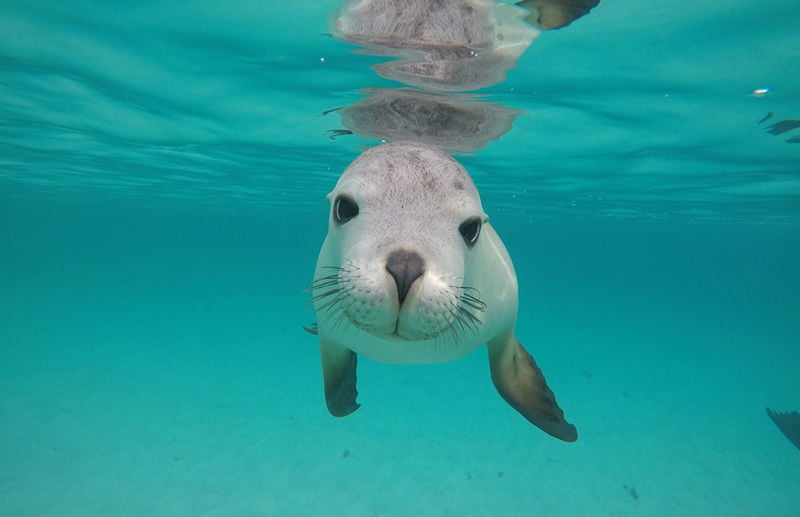 Hopkins Island, Eyre Peninsula