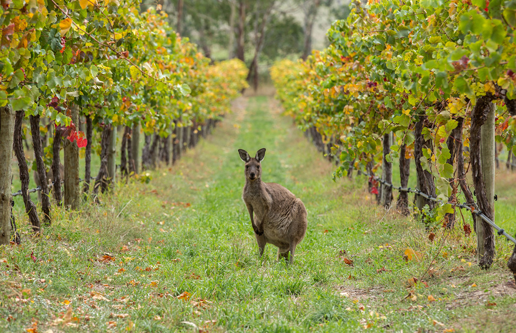 Kangaroo in vines, Adelaide Hills