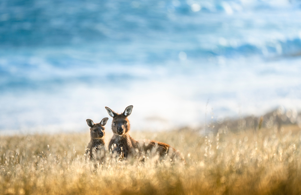 Cape Willoughby, Kangaroo Island