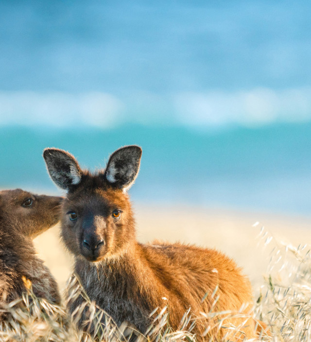 Kangaroo Island