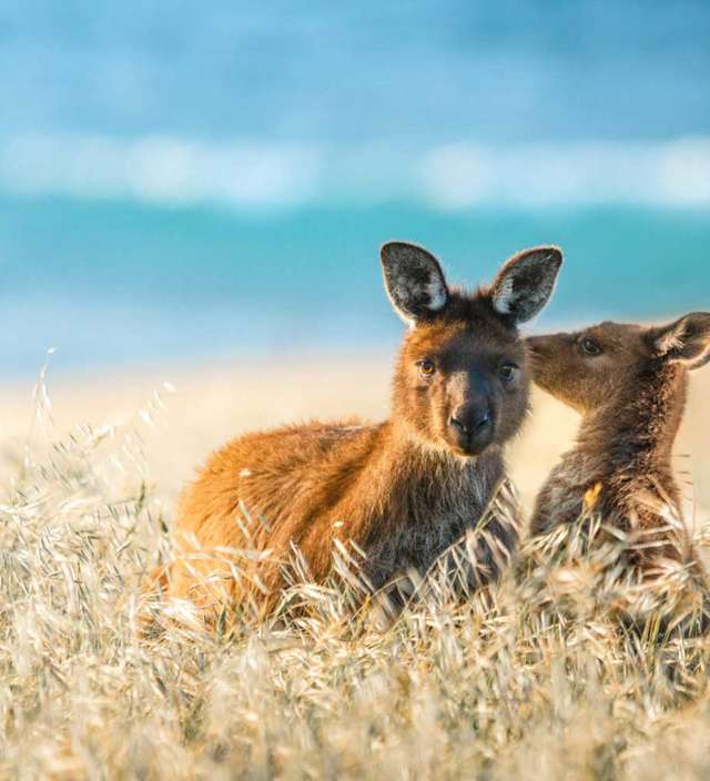 7 motivi speciali per cui il South Australia non vede l’ora di ridarvi il benvenuto