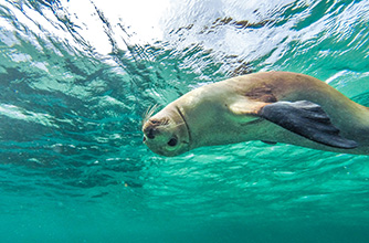 Baird Bay, Eyre Peninsula
