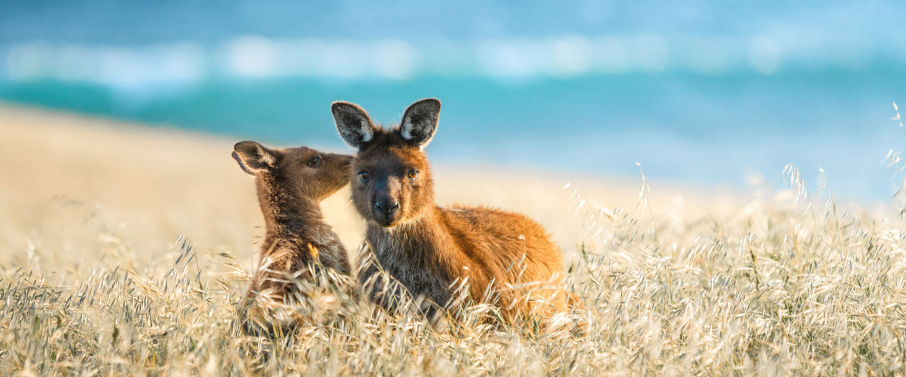 Cape Willoughby, Kangaroo Island