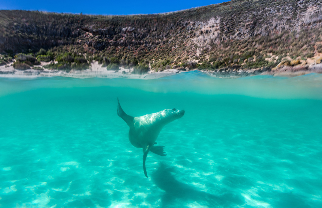 Hopkins Island, Eyre Peninsula