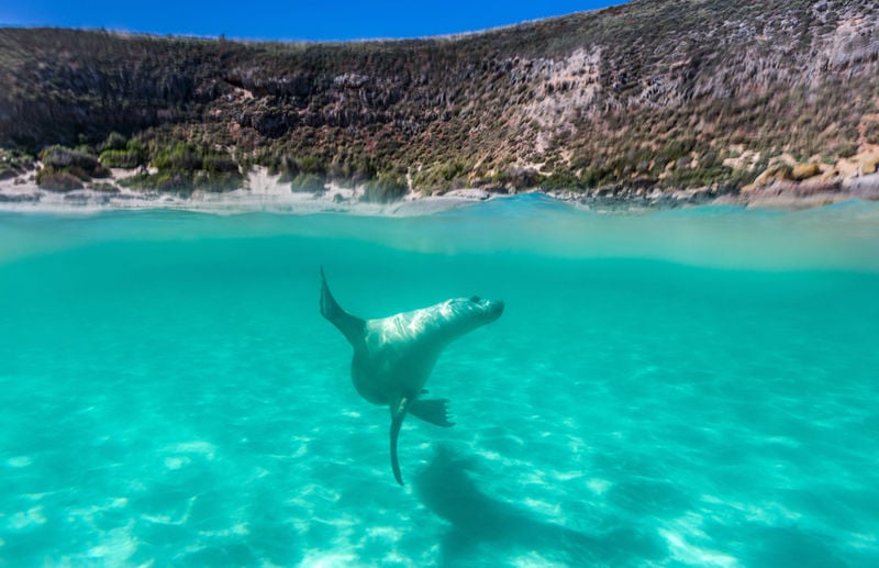 Hopkins Island, Eyre Peninsula